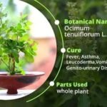 Benefits of Tulsi