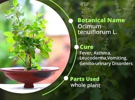 Benefits of Tulsi