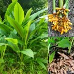 Benefits of Turmeric