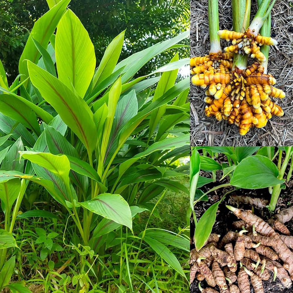 Benefits of Turmeric