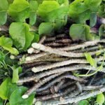Benefits of Giloy