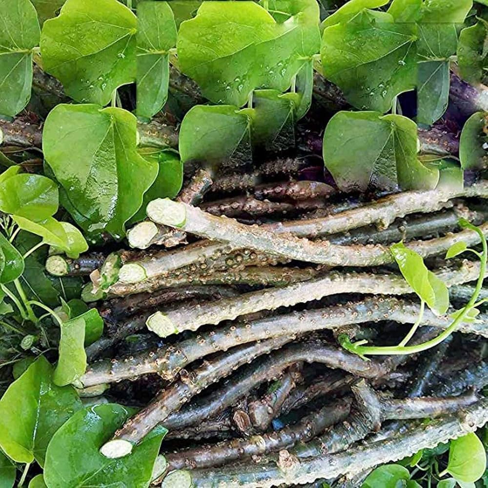 Benefits of Giloy